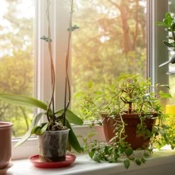 120 X Pflanzenclips In Grün 12 120 X Pflanzenclips In Grün -Relaxdays relaxdays 120 x pflanzenclips in grun 5